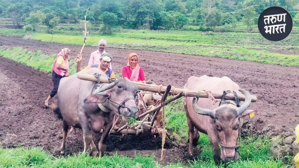 currently become difficult to maintain a pair of bullocks in kolhapur