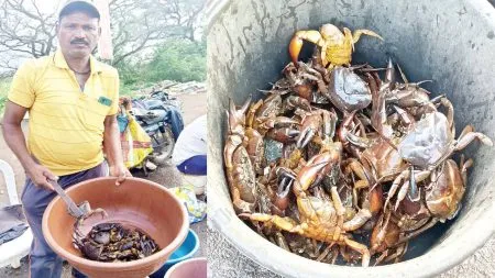 Crab Market: पावसाळ्यात खेकड्यांचा बेत, पंचगंगा काठी फुलतोय खेकड्यांचा बाजार city dwellers people going villages coming this market crab market