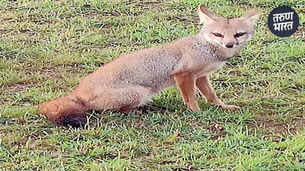 went for a walk on the Masai plateau, had a glimpse of this animal
