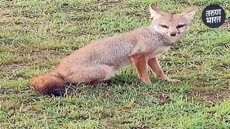 Khokad In Kolhapur: दुर्मिळ खोकड दिसते तरी कसे?, मसाई पठावर 4 खोकडांचा वावर went for a walk on the Masai plateau, had a glimpse of this animal