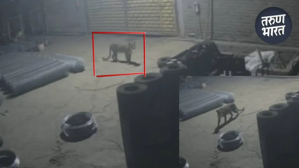 Leopard Attack: तासवडे MIDC तील कंपनीत घुसला बिबट्या, व्हिडीओ CCTV मध्ये कैद Taswade MIDC through the gate around 12:30 am attack on dog