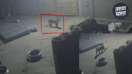 Taswade MIDC through the gate around 12:30 am attack on dog