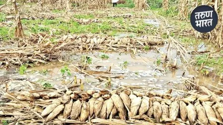 change sowing times embrace cutting-edge technology agricultural