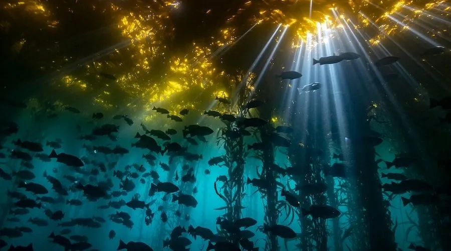 21 percent of the oceans are in darkness