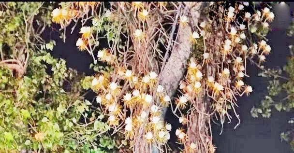 The tree is peepal...the flower is rose.