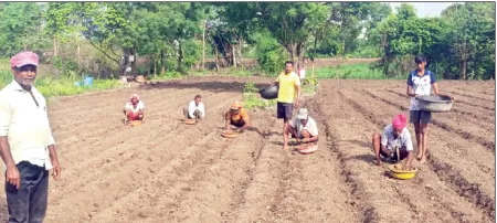 Planting of Onion Crop Begins on a War Footing in Nagthane Area