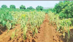 Papaya garden damaged due to heavy rainfall