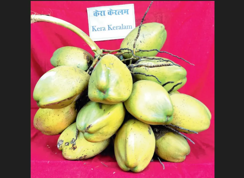 'Kera Keralam' variety of coconuts to flourish in Konkan...