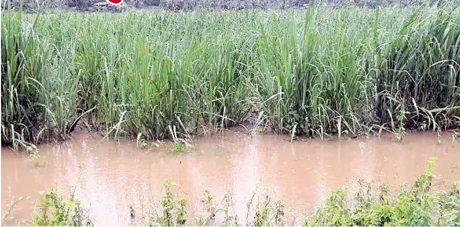 Due to the rain, the fields are completely waterlogged