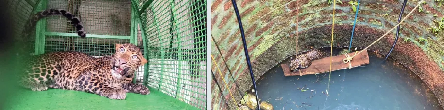 Leopard that fell into a well in Chiplun rescued