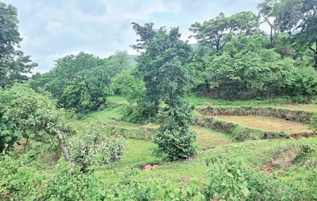 Farmers should be enabled to benefit from carbon credits