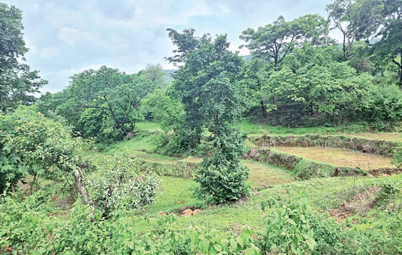 Farmers should be enabled to benefit from carbon credits