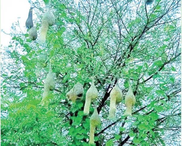 सुगरणींचा किलबिलाट वाढला… The chirping of parrots has increased...