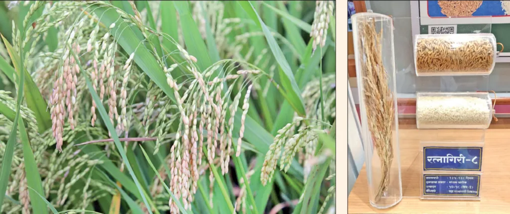 Farmers have developed a liking for the 'Ratnagiri-8' rice variety