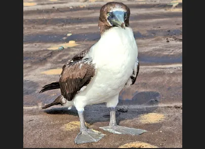 दापोलीत आढळला स्थलांतरित मास्क बुबी Migratory masked booby spotted in Dapoli