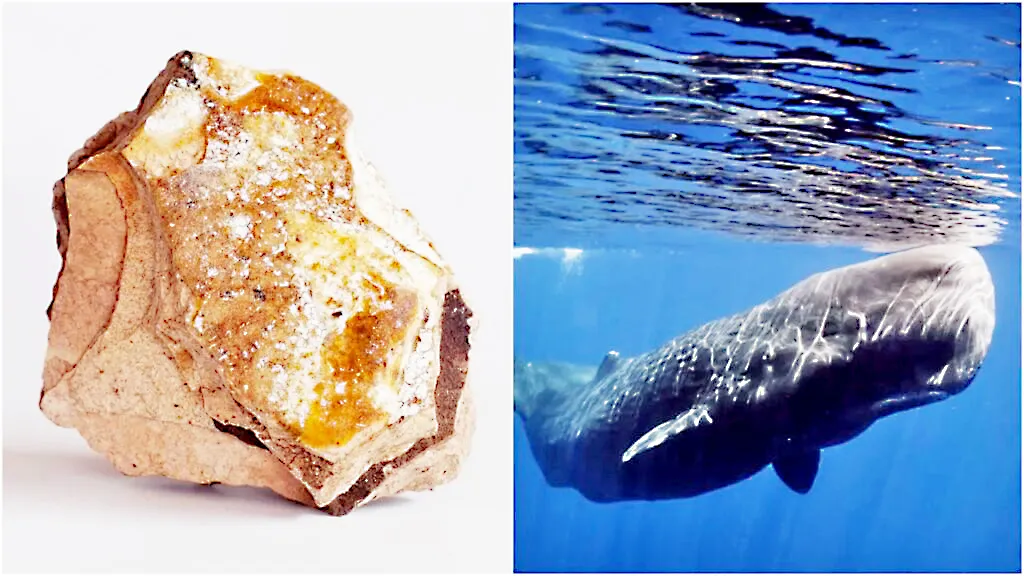 Whale vomit worth Rs 10 crore seized in Sanga