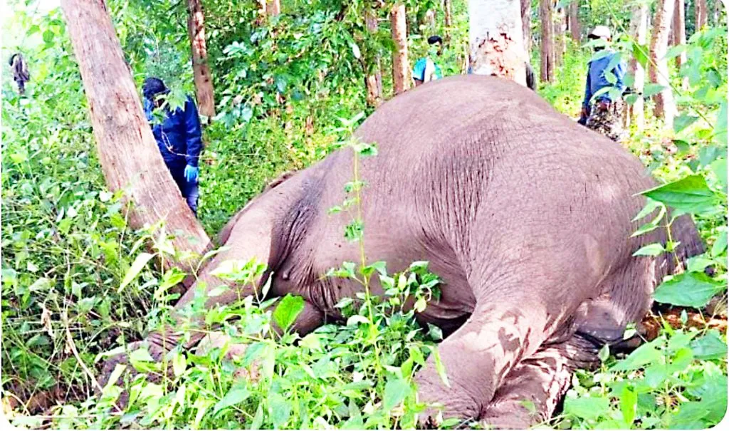 दांडेली जवळच्या जंगलात विद्युत स्पर्शाने हत्तीचा मृत्यू Elephant dies of electric shock in forest near Dandeli