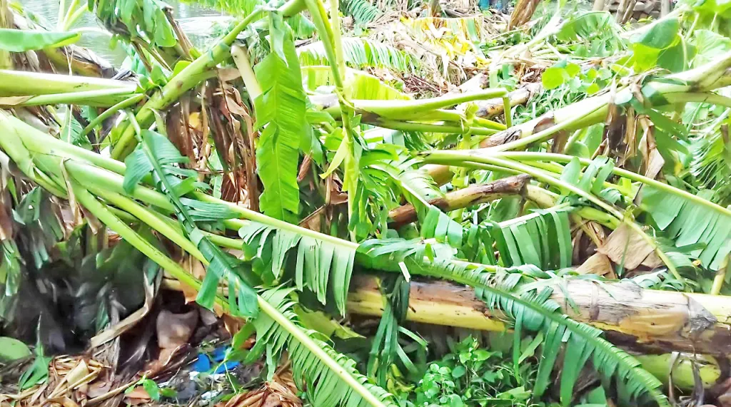वारा-पावसामुळे पीक, बागायतीचे नुकसान Crop and horticultural damage due to wind and rain