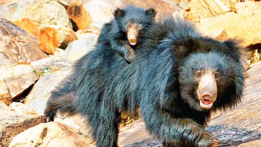 Farmers in Chapgaon area are under the threat of bears
