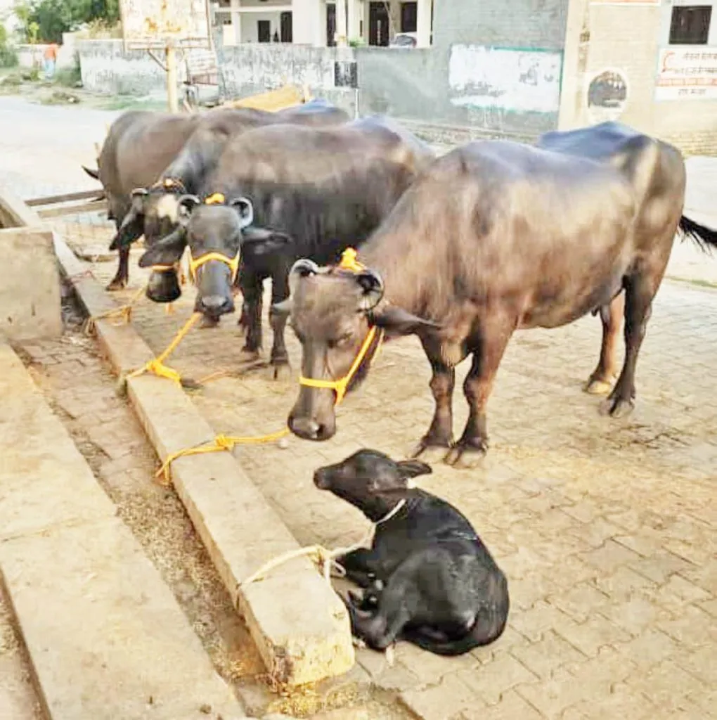 राज्यात दुग्धजन्य जनावरांची विशेष नोंद Special registration of dairy animals in the state