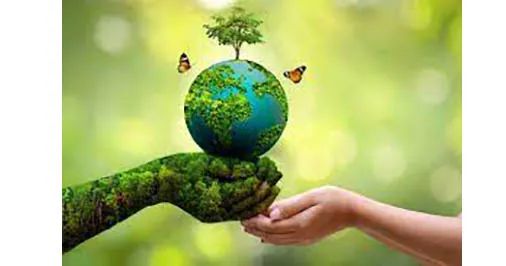 Temperature decreases with the growth of trees and plants