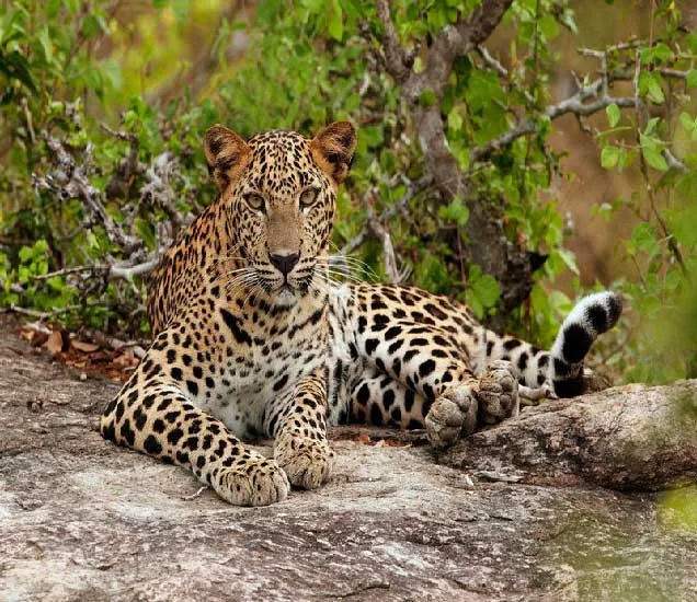 Woman Injured in Leopard Attack