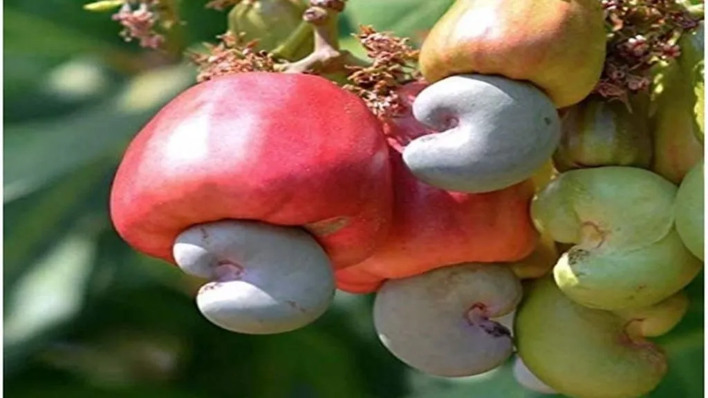 सिंधुदुर्गात फळपीक विमा योजनेचा तिढा ; काजू उत्पादकांना न्याय मिळणार ?