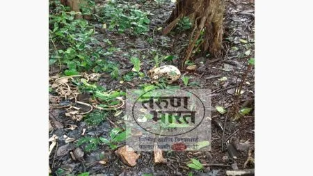 नांदोस येथे जंगलमय भागात आढळला सडलेला मृतदेह