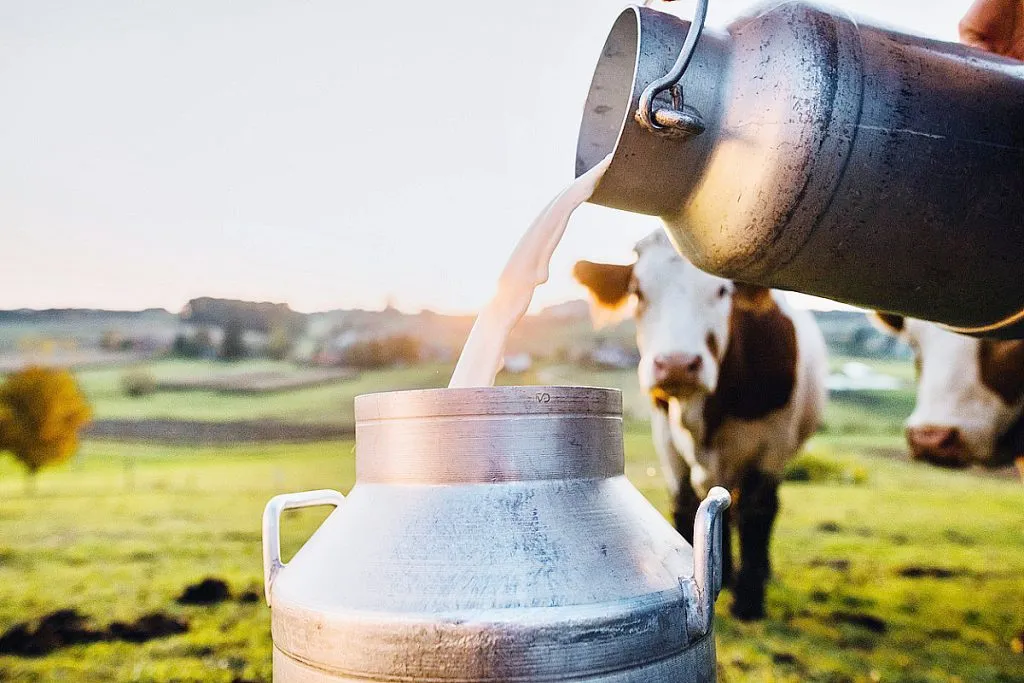 भारत जगातील सर्वात मोठा दूध उत्पादक India is the world's largest milk producer.