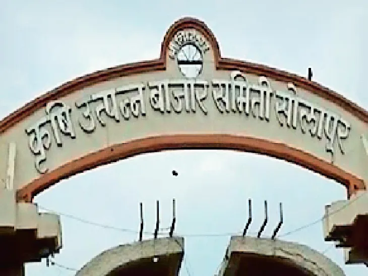 Vegetable auctions twice a day at Solapur Market Committee