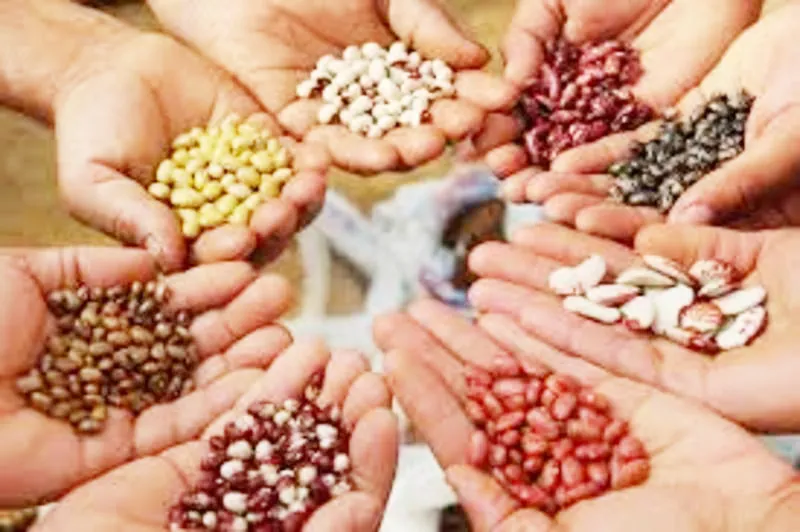 Farmers face crisis due to inferior seeds