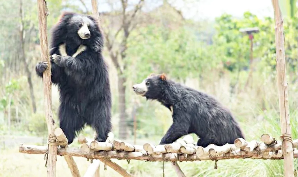 Bear-human conflict in Sahyadri reaches its peak