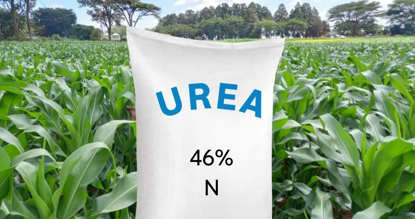 Don't overuse urea to restore soil health.