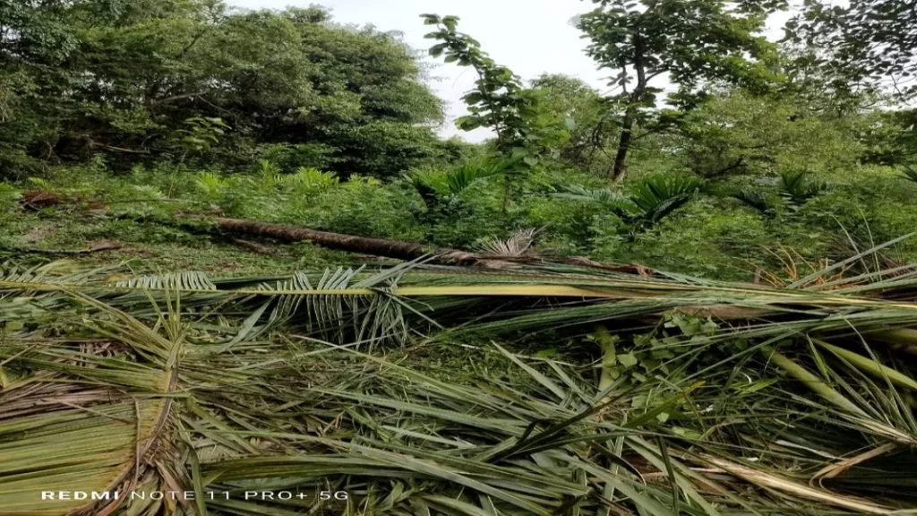 हत्तींच्या उपद्रवामुळे नारळ-सुपारी बागांचे मोठे नुकसान