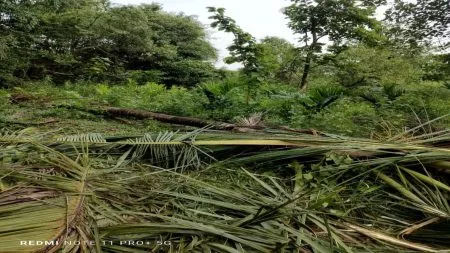 हत्तींच्या उपद्रवामुळे नारळ-सुपारी बागांचे मोठे नुकसान