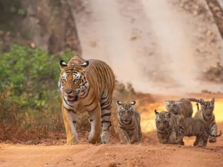 व्याघ्र संवर्धन : आव्हाने अन् कृती Tiger Conservation: Challenges and Actions