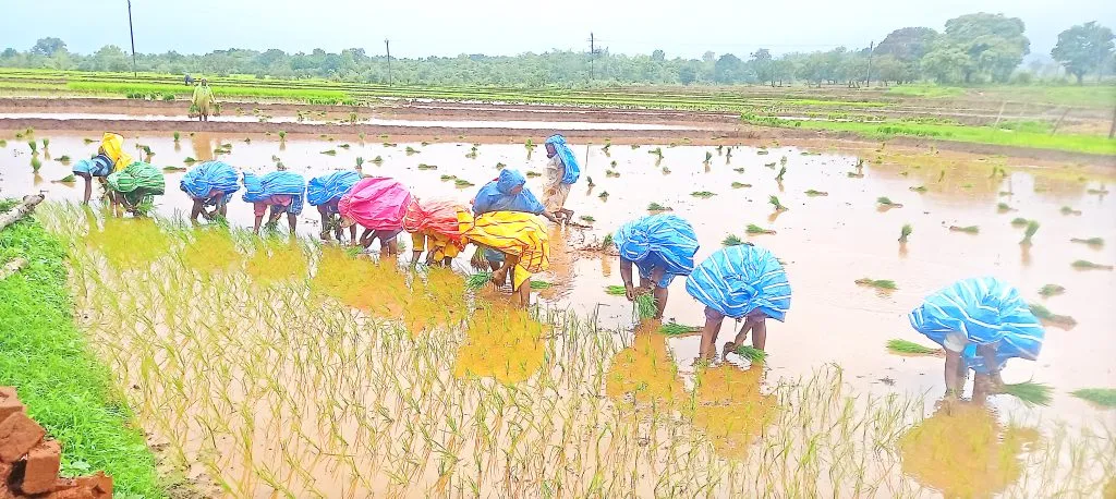 Rice cultivation accelerates in Jamboti-Kankumbi areas