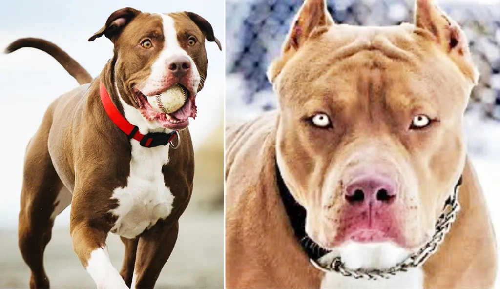 Will not allow 'the passion of the rich to lead to the death of the poor': Chief Minister