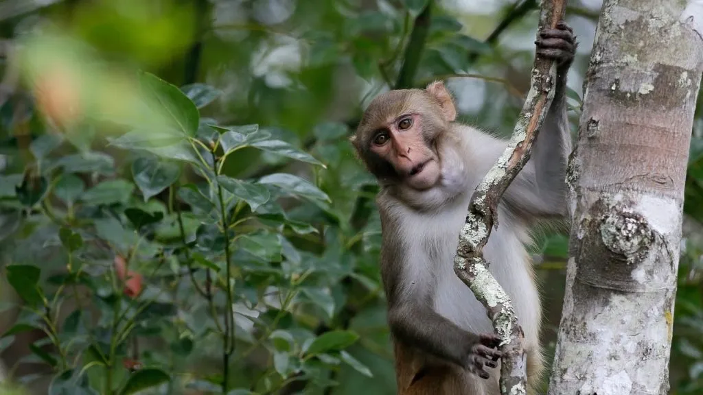 After the tiger, now 20 monkeys have died