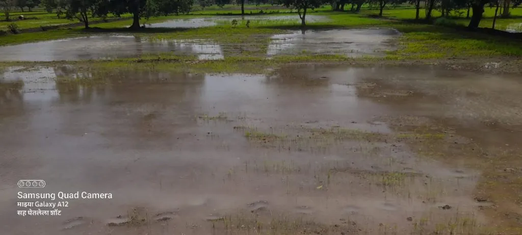 Rice crop rots and is damaged due to waterlogging in the field