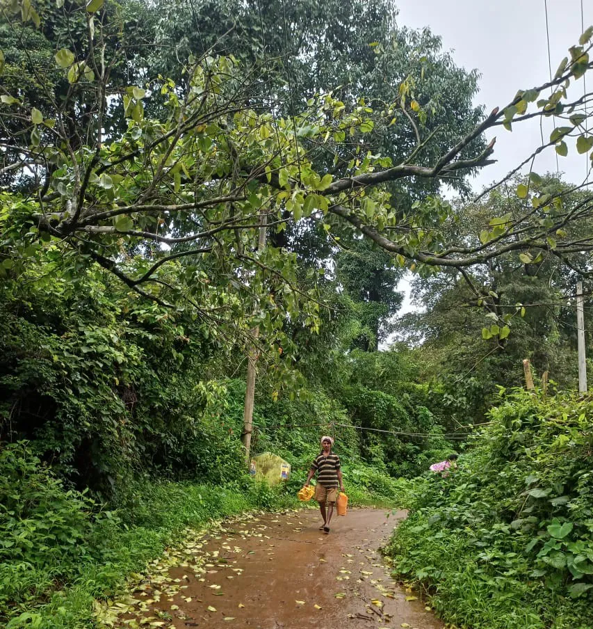 Demand to remove tree fallen on power lines at Jamboti-Rajwada