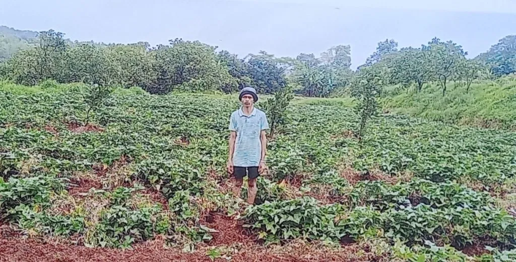 Wild boars damage sweet potato crops in Torali