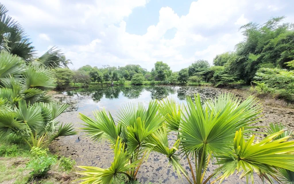 शिवाजी विद्यापीठ परिसर फुलला Shivaji University campus is in full bloom