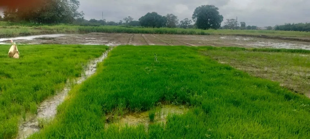 Farmers rush to get rice