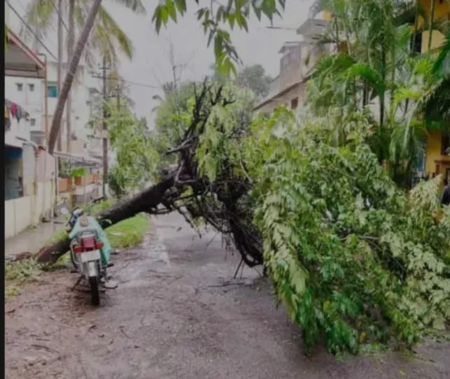 सदाशिवनगर रेलनगर येथे झाड कोसळले Tree fell at Sadashivnagar Railnagar