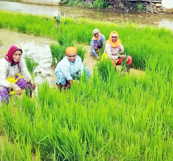 Paddy cultivation in full swing in the eastern part of the taluka