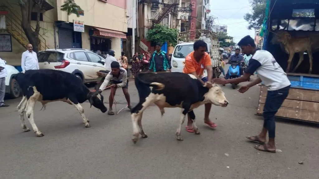 Campaign to catch stray dogs and animals intensifies