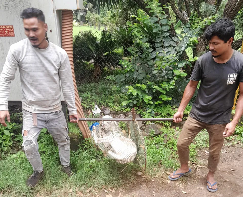 Eight dogs, 6 animals caught on Friday too