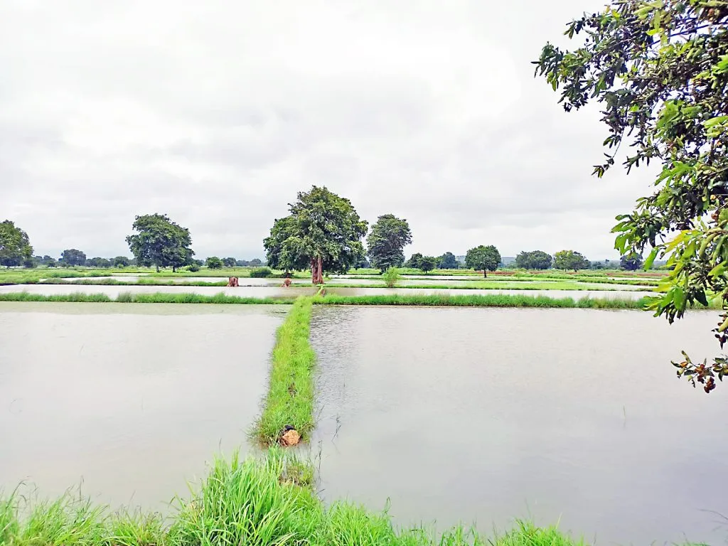 Water overflowed from the dam in the Ballari Nala area - grass grew on the dam