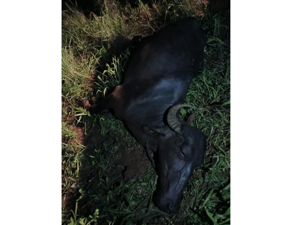 Buffalo dies due to electric shock in Gojaga